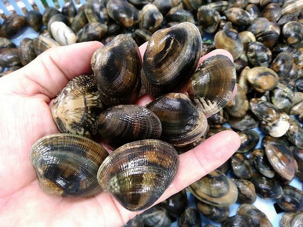 活ハモ神経抜き・北海道ブリはじまりました、浜名湖活マゴチ、ドウマン豊漁、浜名湖アサリ揃います。 活ハモ神経抜き・北海道ブリはじまりました、浜名湖活マゴチ、ドウマン豊漁、浜名湖アサリ揃います。