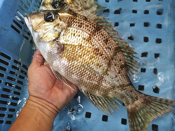 秋の活イチミダイ、淡路活ハモ神経抜き、愛知の新イカ、北海道仙鳳趾の殻付き生食牡蠣 秋の活イチミダイ、淡路活ハモ神経抜き、愛知の新イカ、北海道仙鳳趾の殻付き生食牡蠣