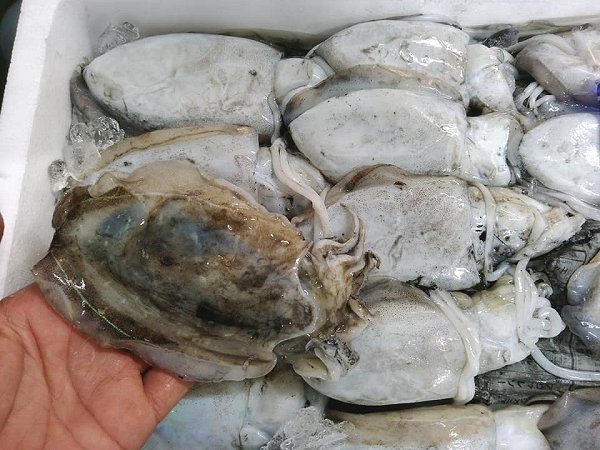 秋の活イチミダイ、淡路活ハモ神経抜き、愛知の新イカ、北海道仙鳳趾の殻付き生食牡蠣 秋の活イチミダイ、淡路活ハモ神経抜き、愛知の新イカ、北海道仙鳳趾の殻付き生食牡蠣