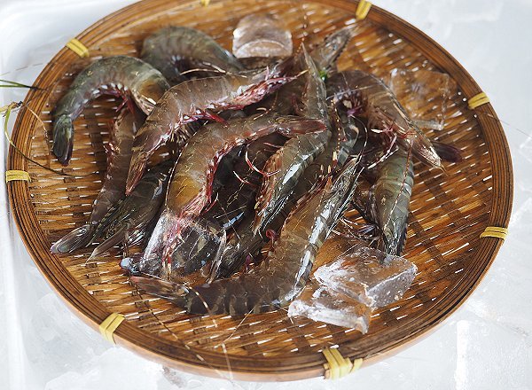 浜名湖アカアシエビ、ガザミ、浜名湖ドウマン水揚げ増えています 浜名湖アカアシエビ、ガザミ、浜名湖ドウマン水揚げ増えています