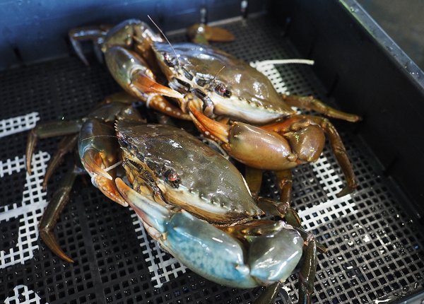 浜名湖アカアシエビ、ガザミ、浜名湖ドウマン水揚げ増えています 浜名湖アカアシエビ、ガザミ、浜名湖ドウマン水揚げ増えています