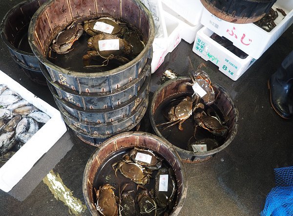 浜名湖アカアシエビ、ガザミ、浜名湖ドウマン水揚げ増えています 浜名湖アカアシエビ、ガザミ、浜名湖ドウマン水揚げ増えています