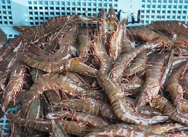 今旬鮮魚最新情報 9/15 舞阪漁港底曳きのメヒカリ・アカザエビ・もつかつを、浜名湖ドウマン・アカアシエビ 今旬鮮魚最新情報 9/15 舞阪漁港底曳きのメヒカリ・アカザエビ・もつかつを、浜名湖ドウマン・アカアシエビ