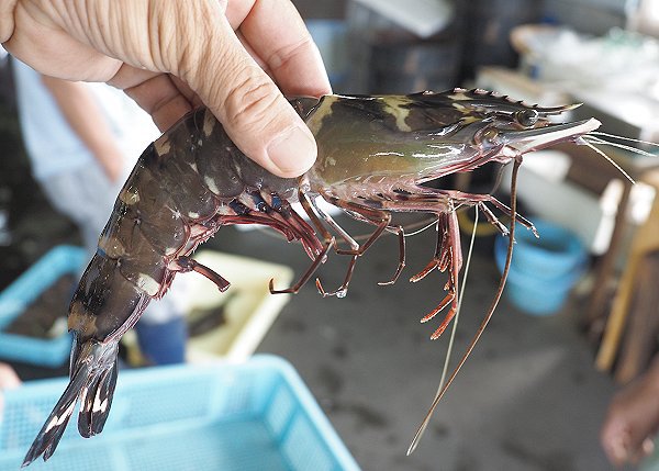 今旬鮮魚最新情報 9/15 舞阪漁港底曳きのメヒカリ・アカザエビ・もつかつを、浜名湖ドウマン・アカアシエビ 今旬鮮魚最新情報 9/15 舞阪漁港底曳きのメヒカリ・アカザエビ・もつかつを、浜名湖ドウマン・アカアシエビ