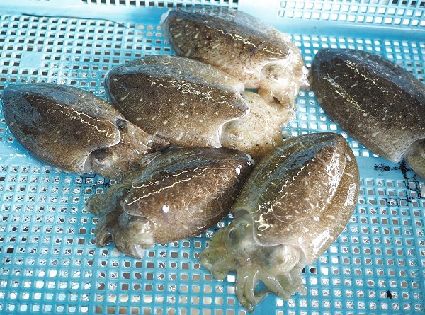 今旬鮮魚最新情報 9/15 舞阪漁港底曳きのメヒカリ・アカザエビ・もつかつを、浜名湖ドウマン・アカアシエビ 今旬鮮魚最新情報 9/15 舞阪漁港底曳きのメヒカリ・アカザエビ・もつかつを、浜名湖ドウマン・アカアシエビ