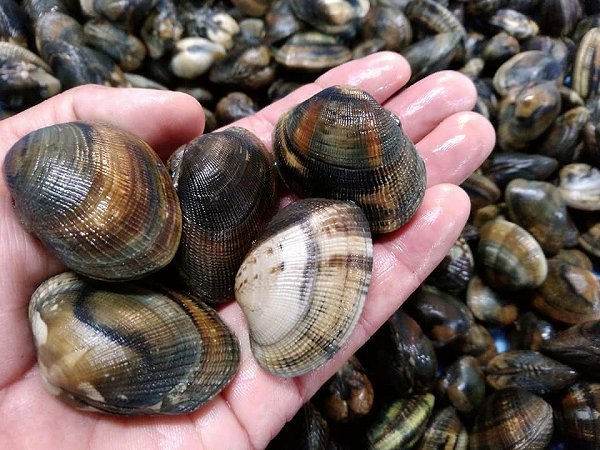 浜名湖ヒラメはじまる。活マゴチ、浜名湖ドウマンメス育つ、クマエビ・アサリ 浜名湖ヒラメはじまる。活マゴチ、浜名湖ドウマンメス育つ、クマエビ・アサリ