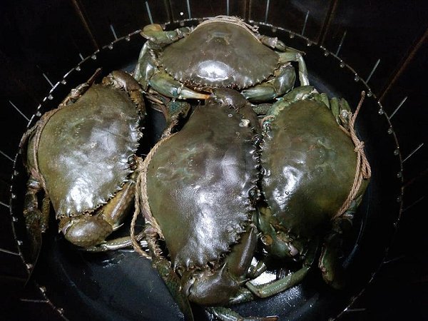 浜名湖ヒラメはじまる。活マゴチ、浜名湖ドウマンメス育つ、クマエビ・アサリ 浜名湖ヒラメはじまる。活マゴチ、浜名湖ドウマンメス育つ、クマエビ・アサリ