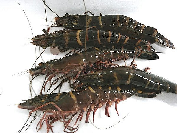 浜名湖ヒラメはじまる。活マゴチ、浜名湖ドウマンメス育つ、クマエビ・アサリ 浜名湖ヒラメはじまる。活マゴチ、浜名湖ドウマンメス育つ、クマエビ・アサリ