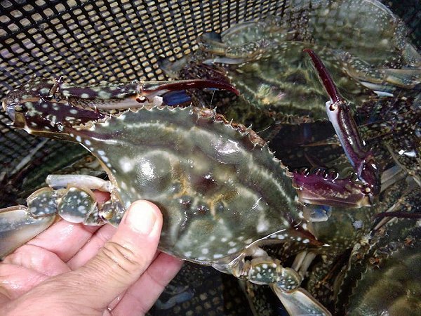 海老仙に浜名湖もの揃う!浜名湖ドウマン・活ヒラメ・活マゴチ・アカアシエビ・クマエビ、ワタリガニ 海老仙に浜名湖もの揃う!浜名湖ドウマン・活ヒラメ・活マゴチ・アカアシエビ・クマエビ、ワタリガニ