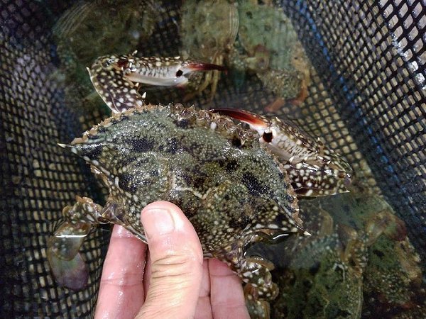 海老仙に浜名湖もの揃う!浜名湖ドウマン・活ヒラメ・活マゴチ・アカアシエビ・クマエビ、ワタリガニ 海老仙に浜名湖もの揃う!浜名湖ドウマン・活ヒラメ・活マゴチ・アカアシエビ・クマエビ、ワタリガニ