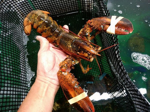 北海道氷〆ブリ、陸送新サンマ、生筋子はじまりました マダラ・カナダ産オマール 北海道氷〆ブリ、陸送新サンマ、生筋子はじまりました マダラ・カナダ産オマール