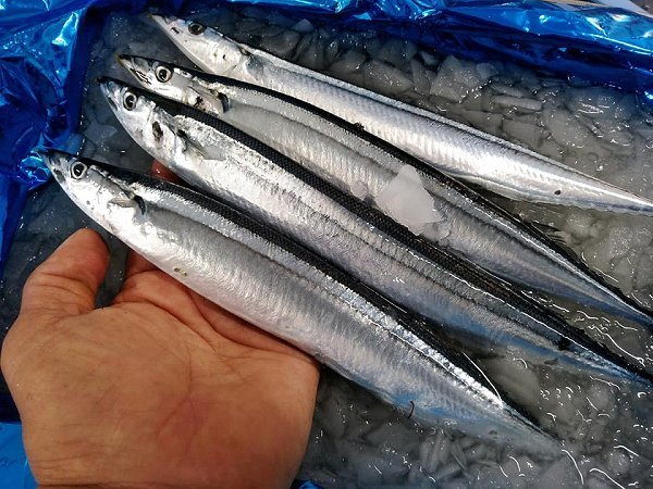 北海道氷〆ブリ、陸送新サンマ、生筋子はじまりました マダラ・カナダ産オマール 北海道氷〆ブリ、陸送新サンマ、生筋子はじまりました マダラ・カナダ産オマール