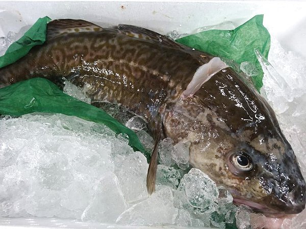 北海道氷〆ブリ、陸送新サンマ、生筋子はじまりました マダラ・カナダ産オマール 北海道氷〆ブリ、陸送新サンマ、生筋子はじまりました マダラ・カナダ産オマール