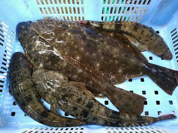 海老仙に浜名湖もの揃う!浜名湖ドウマン・活ヒラメ・活マゴチ・アカアシエビ・クマエビ、ワタリガニ 海老仙に浜名湖もの揃う!浜名湖ドウマン・活ヒラメ・活マゴチ・アカアシエビ・クマエビ、ワタリガニ