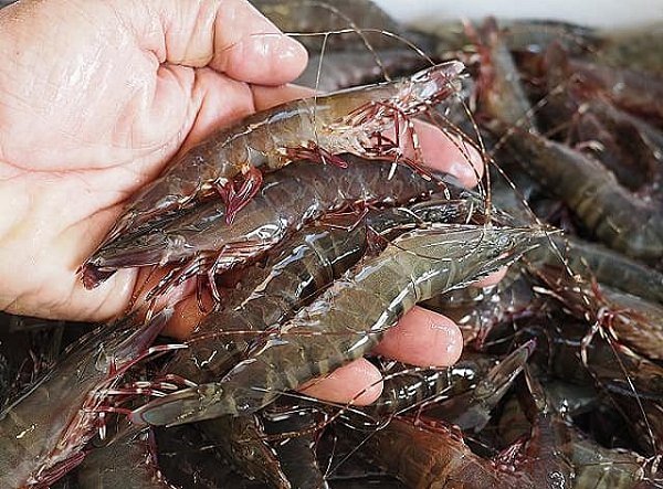 海老仙に浜名湖もの揃う!浜名湖ドウマン・活ヒラメ・活マゴチ・アカアシエビ・クマエビ、ワタリガニ 海老仙に浜名湖もの揃う!浜名湖ドウマン・活ヒラメ・活マゴチ・アカアシエビ・クマエビ、ワタリガニ