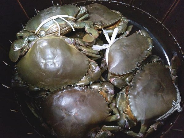 北海道生筋子・氷〆天然ブリ・陸送新サンマ、サワラ・タチウオ・活ハモ神経抜き・浜名湖活ヒラメ・マダカ・浜名湖ドウマン 北海道生筋子・氷〆天然ブリ・陸送新サンマ、サワラ・タチウオ・活ハモ神経抜き・浜名湖活ヒラメ・マダカ・浜名湖ドウマン