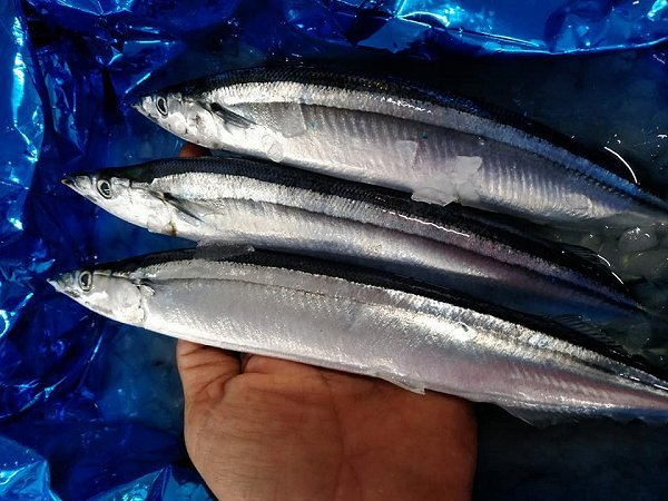 北海道活〆天然ブリ、生うに・新サンマ、長崎開きアナゴ、舞阪もの神経抜きマアジ、カマス・タチウオ・サワラ・チョウカ 北海道活〆天然ブリ、生うに・新サンマ、長崎開きアナゴ、舞阪もの神経抜きマアジ、カマス・タチウオ・サワラ・チョウカ