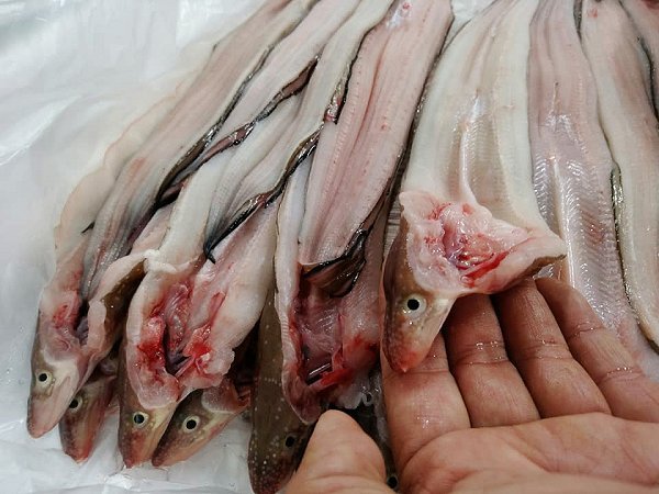 北海道活〆天然ブリ、生うに・新サンマ、長崎開きアナゴ、舞阪もの神経抜きマアジ、カマス・タチウオ・サワラ・チョウカ 北海道活〆天然ブリ、生うに・新サンマ、長崎開きアナゴ、舞阪もの神経抜きマアジ、カマス・タチウオ・サワラ・チョウカ