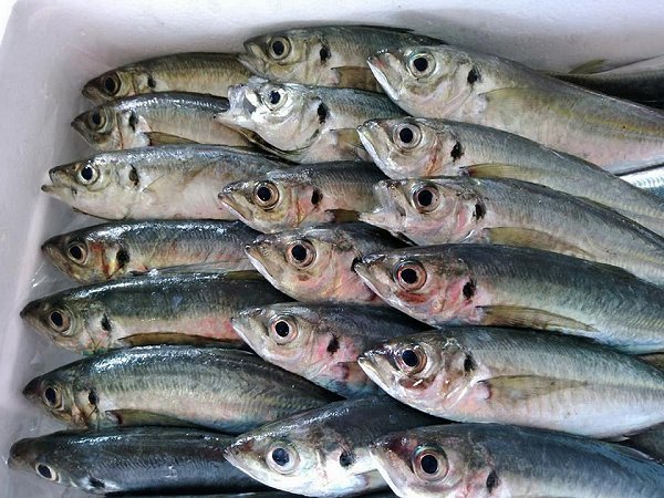 金洲地キンメ・北海道ブリ・仙鳳趾殻付き牡蠣・舞阪マアジ・サワラ・浜名湖ヒラメ揃います 金洲地キンメ・北海道ブリ・仙鳳趾殻付き牡蠣・舞阪マアジ・サワラ・浜名湖ヒラメ揃います