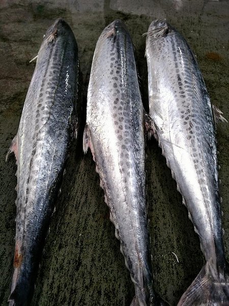金洲地キンメ・北海道ブリ・仙鳳趾殻付き牡蠣・舞阪マアジ・サワラ・浜名湖ヒラメ揃います 金洲地キンメ・北海道ブリ・仙鳳趾殻付き牡蠣・舞阪マアジ・サワラ・浜名湖ヒラメ揃います