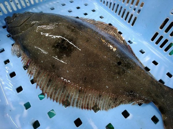金洲地キンメ・北海道ブリ・仙鳳趾殻付き牡蠣・舞阪マアジ・サワラ・浜名湖ヒラメ揃います 金洲地キンメ・北海道ブリ・仙鳳趾殻付き牡蠣・舞阪マアジ・サワラ・浜名湖ヒラメ揃います