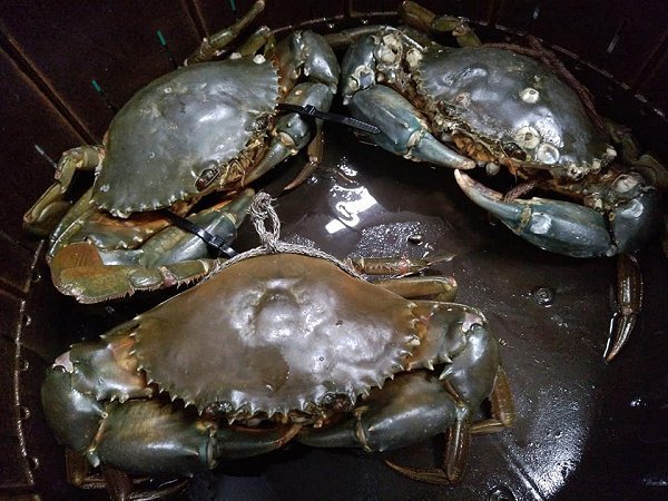 舞阪漁港アマダイ(本日最終)・タチウオ・マアジ・サワラ、北海道新ブリ、イセエビ、浜名湖ドウマンオス・メス揃います 舞阪漁港アマダイ(本日最終)・タチウオ・マアジ・サワラ、北海道新ブリ、イセエビ、浜名湖ドウマンオス・メス揃います