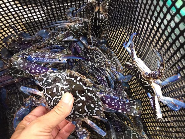 浜名湖雄踏市場 ワタリガニ・アカアシエビ・ボソ’(ヨシエビ)の季節 浜名湖雄踏市場 ワタリガニ・アカアシエビ・ボソ’(ヨシエビ)の季節