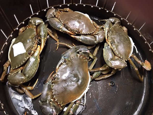 浜名湖雄踏市場 ワタリガニ・アカアシエビ・ボソ’(ヨシエビ)の季節 浜名湖雄踏市場 ワタリガニ・アカアシエビ・ボソ’(ヨシエビ)の季節