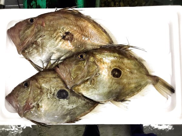 天竜沖地キンメ、舞阪活マアジ神経抜き、北海道仙鳳趾殻付き生牡蠣、筋子、マトウダイ、底曳きのアカザエビ・チョウカ揃います 天竜沖地キンメ、舞阪活マアジ神経抜き、北海道仙鳳趾殻付き生牡蠣、筋子、マトウダイ、底曳きのアカザエビ・チョウカ揃います