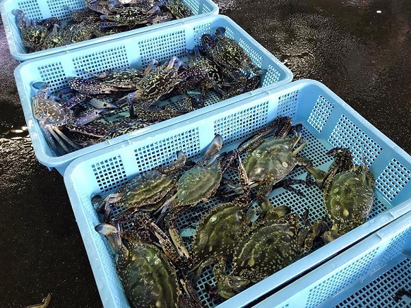 海老仙生け簀の浜名湖ヒラメ、マダコ、ドウマン、ワタリガニ、アサリ、伊豆サザエあります 海老仙生け簀の浜名湖ヒラメ、マダコ、ドウマン、ワタリガニ、アサリ、伊豆サザエあります
