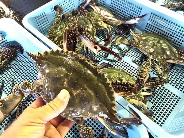 浜名湖雄踏市場のドウマン・アカアシエビ・ボソエビ・ガザミの水揚げで賑わう 浜名湖雄踏市場のドウマン・アカアシエビ・ボソエビ・ガザミの水揚げで賑わう