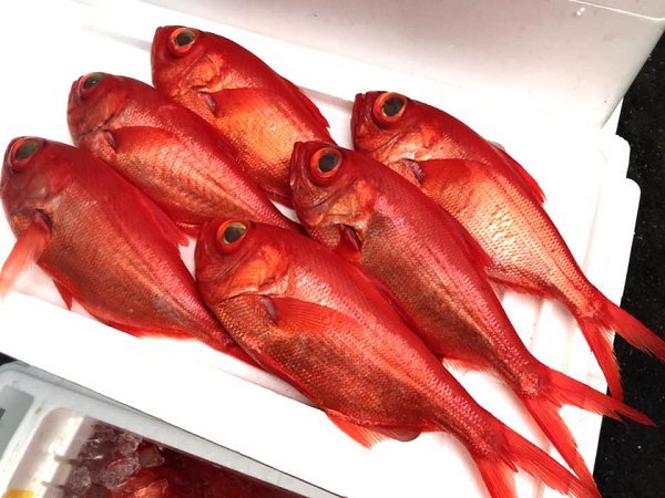 北海道活〆天然ブリ、新サンマ、金洲地キンメ、山口サワラ、タチウオ、仙鳳趾殻付き生牡蠣揃います 北海道活〆天然ブリ、新サンマ、金洲地キンメ、山口サワラ、タチウオ、仙鳳趾殻付き生牡蠣揃います