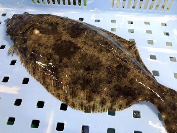 浜名湖ドウマン オス・メス揃う、浜名湖ガザミ・タイワンガザミ、ヒラメ始まっています 浜名湖ドウマン オス・メス揃う、浜名湖ガザミ・タイワンガザミ、ヒラメ始まっています