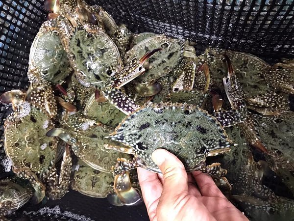 浜名湖ドウマン オス・メス揃う、浜名湖ガザミ・タイワンガザミ、ヒラメ始まっています 浜名湖ドウマン オス・メス揃う、浜名湖ガザミ・タイワンガザミ、ヒラメ始まっています