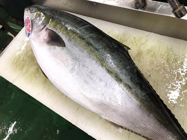 北海道活〆天然ブリ、新サンマ、金洲地キンメ、山口サワラ、タチウオ、仙鳳趾殻付き生牡蠣揃います 北海道活〆天然ブリ、新サンマ、金洲地キンメ、山口サワラ、タチウオ、仙鳳趾殻付き生牡蠣揃います