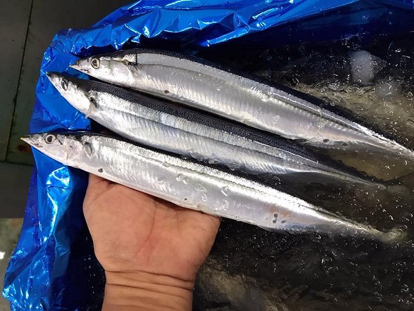 北海道活〆天然ブリ、新サンマ、金洲地キンメ、山口サワラ、タチウオ、仙鳳趾殻付き生牡蠣揃います 北海道活〆天然ブリ、新サンマ、金洲地キンメ、山口サワラ、タチウオ、仙鳳趾殻付き生牡蠣揃います