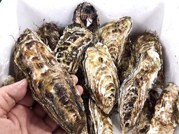 北海道活〆天然ブリ、新サンマ、金洲地キンメ、山口サワラ、タチウオ、仙鳳趾殻付き生牡蠣揃います 北海道活〆天然ブリ、新サンマ、金洲地キンメ、山口サワラ、タチウオ、仙鳳趾殻付き生牡蠣揃います