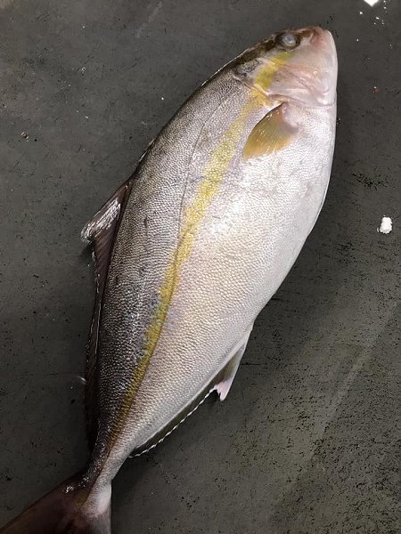 北海道浜〆ブリ、仙鳳趾殻付き生牡蠣、サワラ、カンパチ、下田島キンメ、サンマ、舞阪カマス、知床ウニあります 北海道浜〆ブリ、仙鳳趾殻付き生牡蠣、サワラ、カンパチ、下田島キンメ、サンマ、舞阪カマス、知床ウニあります