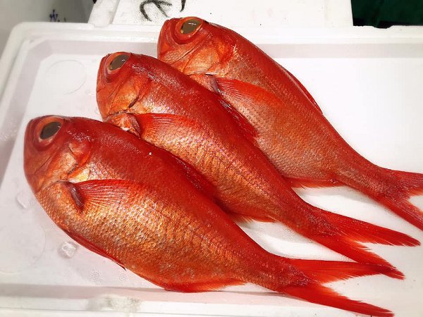 北海道浜〆ブリ、仙鳳趾殻付き生牡蠣、サワラ、カンパチ、下田島キンメ、サンマ、舞阪カマス、知床ウニあります 北海道浜〆ブリ、仙鳳趾殻付き生牡蠣、サワラ、カンパチ、下田島キンメ、サンマ、舞阪カマス、知床ウニあります