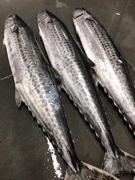 北海道浜〆ブリ、仙鳳趾殻付き生牡蠣、サワラ、カンパチ、下田島キンメ、サンマ、舞阪カマス、知床ウニあります 北海道浜〆ブリ、仙鳳趾殻付き生牡蠣、サワラ、カンパチ、下田島キンメ、サンマ、舞阪カマス、知床ウニあります