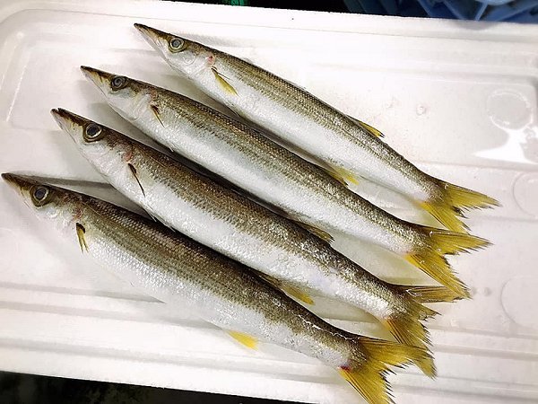 北海道浜〆ブリ、仙鳳趾殻付き生牡蠣、サワラ、カンパチ、下田島キンメ、サンマ、舞阪カマス、知床ウニあります 北海道浜〆ブリ、仙鳳趾殻付き生牡蠣、サワラ、カンパチ、下田島キンメ、サンマ、舞阪カマス、知床ウニあります