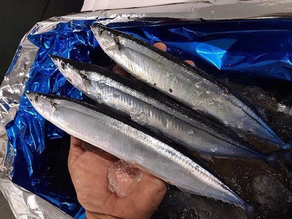北海道浜〆ブリ、仙鳳趾殻付き生牡蠣、サワラ、カンパチ、下田島キンメ、サンマ、舞阪カマス、知床ウニあります 北海道浜〆ブリ、仙鳳趾殻付き生牡蠣、サワラ、カンパチ、下田島キンメ、サンマ、舞阪カマス、知床ウニあります