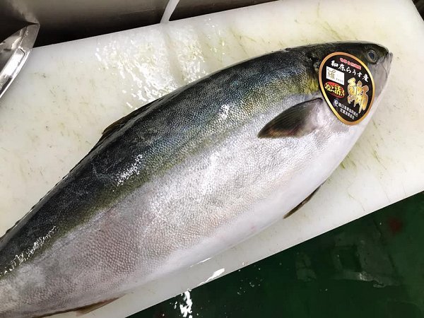 北海道新サンマ、浜〆ブリ、ウニ、クエ、岩手加熱用牡蠣はじまりました 北海道新サンマ、浜〆ブリ、ウニ、クエ、岩手加熱用牡蠣はじまりました