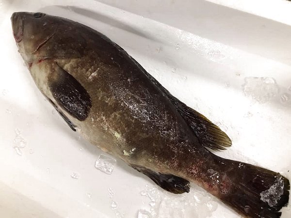 北海道新サンマ、浜〆ブリ、ウニ、クエ、岩手加熱用牡蠣はじまりました 北海道新サンマ、浜〆ブリ、ウニ、クエ、岩手加熱用牡蠣はじまりました