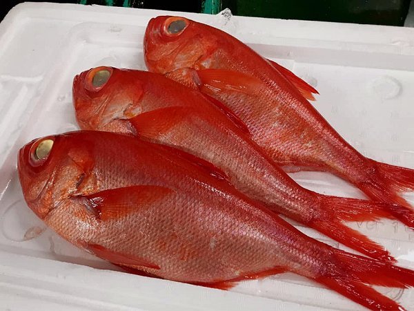 北海道新サンマ、浜〆ブリ、ウニ、クエ、岩手加熱用牡蠣はじまりました 北海道新サンマ、浜〆ブリ、ウニ、クエ、岩手加熱用牡蠣はじまりました