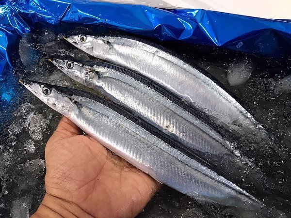 北海道新サンマ、浜〆ブリ、ウニ、クエ、岩手加熱用牡蠣はじまりました 北海道新サンマ、浜〆ブリ、ウニ、クエ、岩手加熱用牡蠣はじまりました