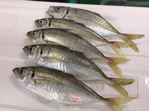 北海道新サンマ、浜〆ブリ、ウニ、クエ、岩手加熱用牡蠣はじまりました 北海道新サンマ、浜〆ブリ、ウニ、クエ、岩手加熱用牡蠣はじまりました