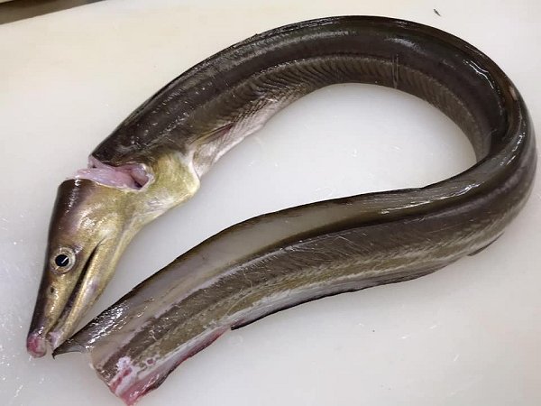 北海道新サンマ、浜〆ブリ、ウニ、クエ、岩手加熱用牡蠣はじまりました 北海道新サンマ、浜〆ブリ、ウニ、クエ、岩手加熱用牡蠣はじまりました