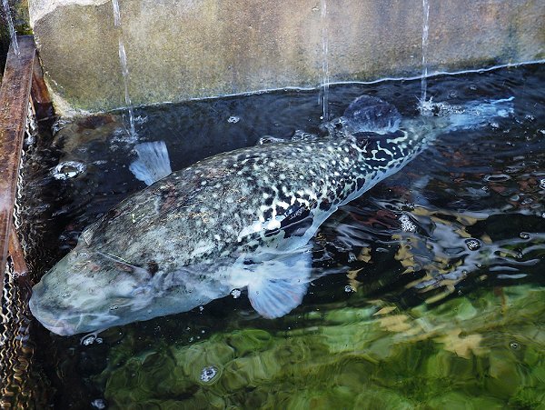 舞阪漁港トラフグ漁初漁・初水揚げ・底曳きのアカザエビ・アカムツ 舞阪漁港トラフグ漁初漁・初水揚げ・底曳きのアカザエビ・アカムツ