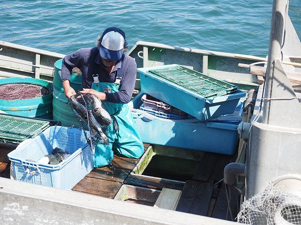 舞阪漁港トラフグ漁初漁・初水揚げ・底曳きのアカザエビ・アカムツ 舞阪漁港トラフグ漁初漁・初水揚げ・底曳きのアカザエビ・アカムツ